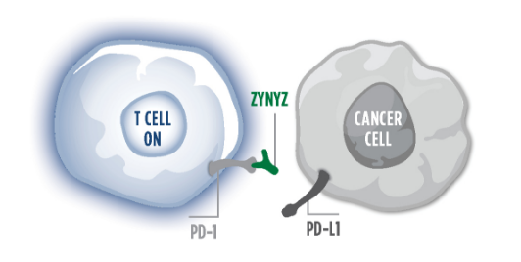 Graphic showing ZYNYZ working to block PD-L1 and PD-1 binding in cells.